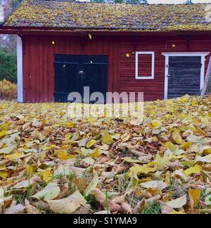 Kleine leaved Lime Tree shedding Blätter im Herbst. Im Hintergrund eine alte Protokoll- und Holzhaus. Stockfoto