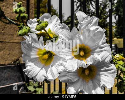 Schöne weiße Blüten im Garten in Neu Delhi, Indien Stockfoto