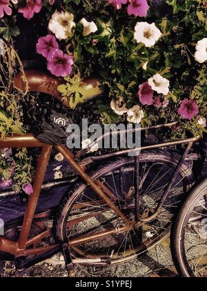 Oben sitzen und betteln Fahrrad neben Blumen, Holland Stockfoto