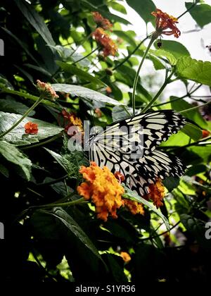 Reis papier Papier Drachen Schmetterling Schmetterling großer Baum Nymphe Schmetterling auch als Idea Leuconoe bekannt Stockfoto
