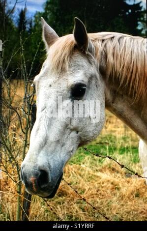 Porträt von einem weißen Pferd Stockfoto