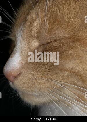 Seitenprofil Ingwer Katze Stockfoto