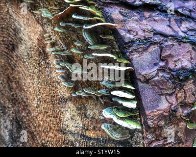 Weiß Rot Rinde Pilzzucht auf einen gefallenen faulenden Baumstamm Stockfoto