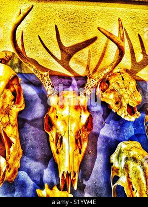 Mehrere Schädel auf lila Hintergrund einschließlich Whitetail deer mit Hörnern Stockfoto