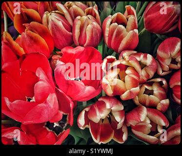 Tulpen blühen Stockfoto