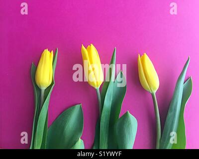 Drei Tulpen. Stockfoto