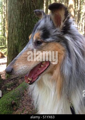 Rough Blue Merle collie im Wald Stockfoto