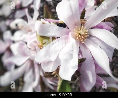 Star Magnolia (Magnolia stellata) Blume in voller Blüte. Stockfoto