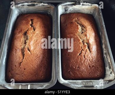 Zwei Brote zucchini Brot frisch aus dem Ofen abkühlen in Brot Pfannen Stockfoto
