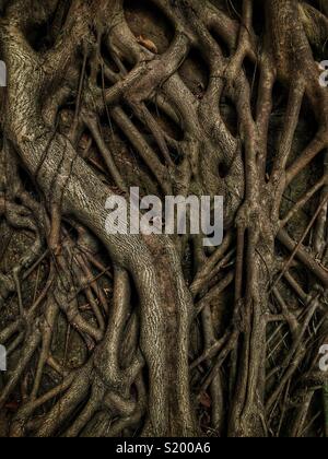 Detail eines chinesischen Banyan 'Wand' (Ficus microcarpa), erlaubt auf einem steinernen Stützmauer zu wachsen, also seine Wurzeln eine stabilisierende Wirkung haben, in der Sai Ying Pun, Hong Kong Island Stockfoto