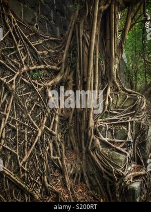 Detail eines chinesischen Banyan 'Wand' (Ficus microcarpa), erlaubt auf einem steinernen Stützmauer zu wachsen, also seine Wurzeln eine stabilisierende Wirkung haben, in der Sai Ying Pun, Hong Kong Island Stockfoto