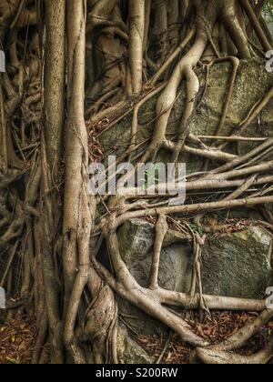 Detail eines chinesischen Banyan 'Wand' (Ficus microcarpa), erlaubt auf einem steinernen Stützmauer zu wachsen, also seine Wurzeln eine stabilisierende Wirkung haben, in der Sai Ying Pun, Hong Kong Island Stockfoto