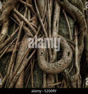 Detail eines chinesischen Banyan 'Wand' (Ficus microcarpa), erlaubt auf einem steinernen Stützmauer zu wachsen, also seine Wurzeln eine stabilisierende Wirkung haben, in der Sai Ying Pun, Hong Kong Island Stockfoto