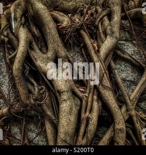 Detail eines chinesischen Banyan 'Wand' (Ficus microcarpa), erlaubt auf einem steinernen Stützmauer zu wachsen, also seine Wurzeln eine stabilisierende Wirkung haben, in der Sai Ying Pun, Hong Kong Island Stockfoto