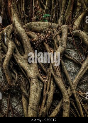 Detail eines chinesischen Banyan 'Wand' (Ficus microcarpa), erlaubt auf einem steinernen Stützmauer zu wachsen, also seine Wurzeln eine stabilisierende Wirkung haben, in der Sai Ying Pun, Hong Kong Island Stockfoto