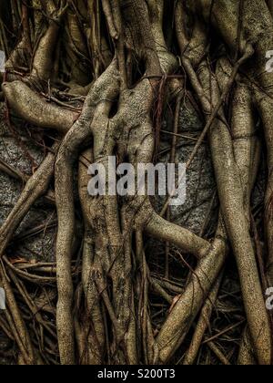 Detail eines chinesischen Banyan 'Wand' (Ficus microcarpa), erlaubt auf einem steinernen Stützmauer zu wachsen, also seine Wurzeln eine stabilisierende Wirkung haben, in der Sai Ying Pun, Hong Kong Island Stockfoto