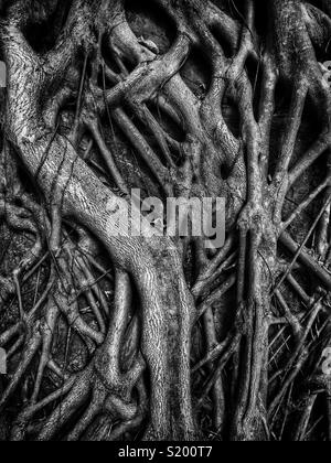 Detail eines chinesischen Banyan 'Wand' (Ficus microcarpa), erlaubt auf einem steinernen Stützmauer zu wachsen, also seine Wurzeln eine stabilisierende Wirkung haben, in der Sai Ying Pun, Hong Kong Island Stockfoto