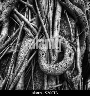 Detail eines chinesischen Banyan 'Wand' (Ficus microcarpa), erlaubt auf einem steinernen Stützmauer zu wachsen, also seine Wurzeln eine stabilisierende Wirkung haben, in der Sai Ying Pun, Hong Kong Island Stockfoto