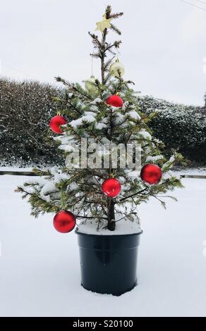 Weihnachtsbaum mit einem goldenen Stern und rote Kugeln in einer verschneiten Garten Stockfoto