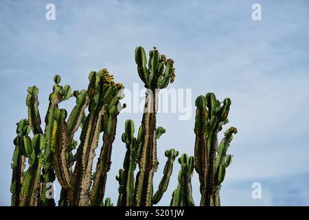 Dies ist der Kaktus von Cactus Garden im Getty Center in Los Angeles. Von der Eleganz von ihnen fasziniert! Stockfoto