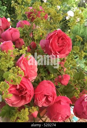 Pompom Rosen und Dame Mantel Blumenstrauß Stockfoto