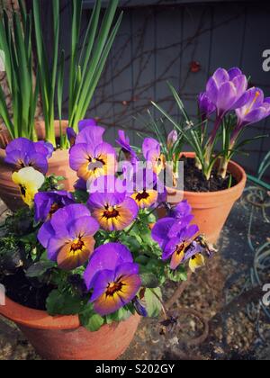 Violette Stiefmütterchen und Krokusse in Terrakotta Gruben Stockfoto