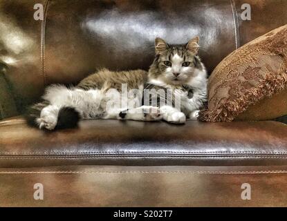 Katze auf Leder Stuhl Stockfoto