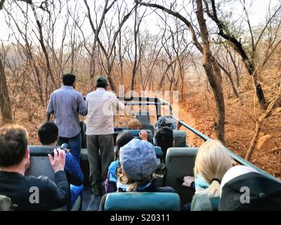 Auf Safari für Bengal Tiger im Ranthambore Nationalpark, Indien. Stockfoto