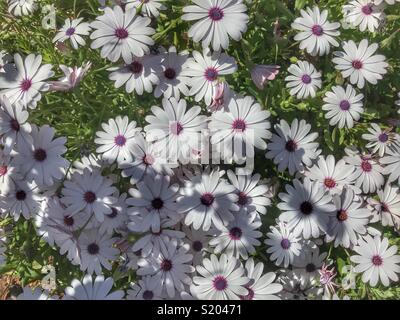 Osteospermum, auch als afrikanische Daisy bekannt, Cape Daisy, oder daisybush Stockfoto