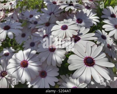 Osteospermum, auch als afrikanische Daisy bekannt, Cape Daisy, oder daisybush Stockfoto