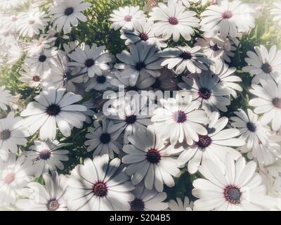 Osteospermum, auch als afrikanische Daisy bekannt, Cape Daisy, oder daisybush Stockfoto