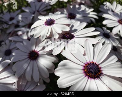 Osteospermum, auch als afrikanische Daisy bekannt, Cape Daisy, oder daisybush Stockfoto