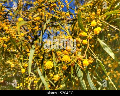 Mimosa Tree in Blume, Nahaufnahme Stockfoto