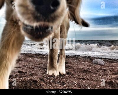 Hund am Strand Stockfoto