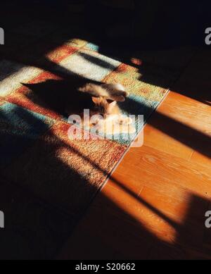 Orange Katze Festlegung in der Morgensonne auf dem Teppich mit dramatischen Schatten Stockfoto