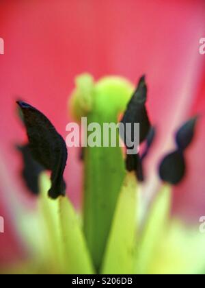 Makroaufnahme einer Tulpe Blume. Stockfoto