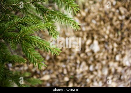 Die Natur in ihrer besten Form Stockfoto