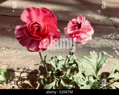 Zwei schöne rosa Ranunkeln Blumen Stockfoto