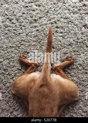 Auf der Suche nach unten von oben auf das hintere Ende eines Hundes auf einem flauschigen Teppich mit ihren Beinen und Schwanz gespreizt Breite in einem lustigen PET-Bild Stockfoto