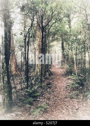 Foggy Mountain Pfad auf Mt Cordeaux, Queensland Stockfoto