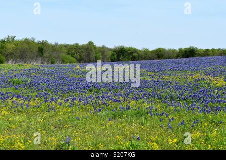 Bereich der Bluebonnets in Ennis Texas Stockfoto