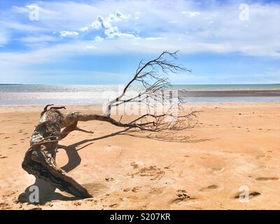 Treibholz am Mindil Beach in Darwin, Northern Territory, Australien. Stockfoto