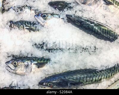 Anzeige von Sardinen auf einem im Eis für Verkauf in einem Fish shop begraben. Stockfoto