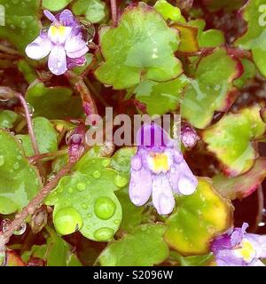 Ivy leaved Kröte Flachs mit Regentropfen Stockfoto