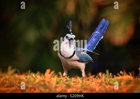 White Throated Elster Eichelhäher Stockfoto