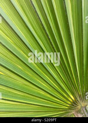 Unter einer exotischen Pflanze Blatt Stockfoto