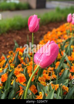 Frühling ist da Stockfoto