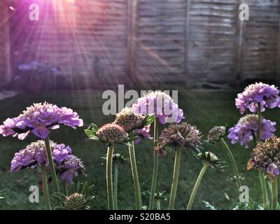 Scabious Blumen am Abend Frühling Sonne in einem Westen, der Blick auf den Garten, London Stockfoto