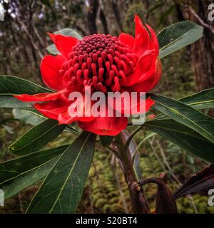 Waratah (Telopea speciosissima), Cliff Top Wanderweg in der Nähe von govetts Leap, Blackheath, Blue Mountains National Park, NSW, Australien Stockfoto