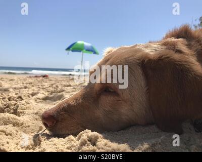 Eine Golden Labrador Cross Border Collie ruht auf einem Sandstrand in Australien Stockfoto